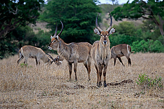 水羚,成年,雄性,群,克鲁格国家公园,南非,非洲
