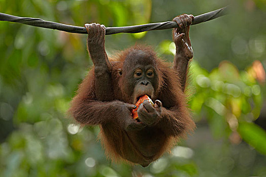 猩猩,黑猩猩,幼兽,吃,水果,沙巴,婆罗洲,马来西亚