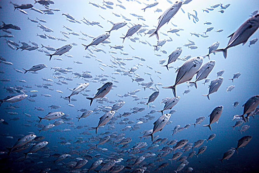 鱼群,大眼鲷,六带鲹,龙目岛,印度尼西亚
