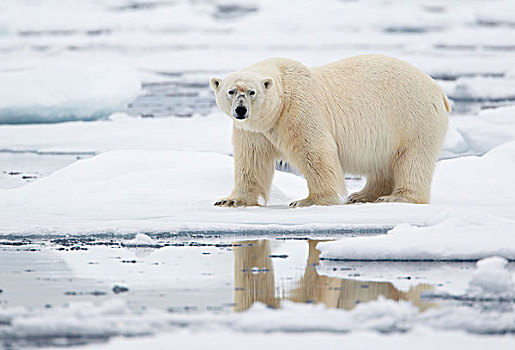 北极熊,成年,站立,浮冰,斯瓦尔巴特群岛,北极