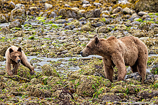 大灰熊,妈妈,一个,4个月大,幼兽,觅食,退潮,小湾,不列颠哥伦比亚省,加拿大