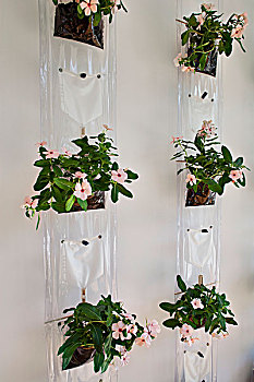 开花植物,透明,塑料袋,悬挂,墙壁