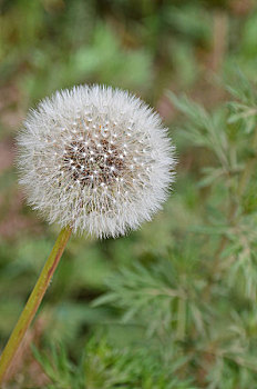 蒲公英,中药材,花,绽放,迷人,花朵,花卉,植物,观赏植物,夏季