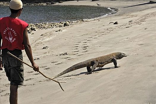 男人,走,海滩,科摩多巨蜥,一个,岛屿,科莫多国家公园,世界遗产,科莫多,印度尼西亚,亚洲