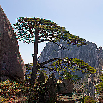 黄山,奇松,名松