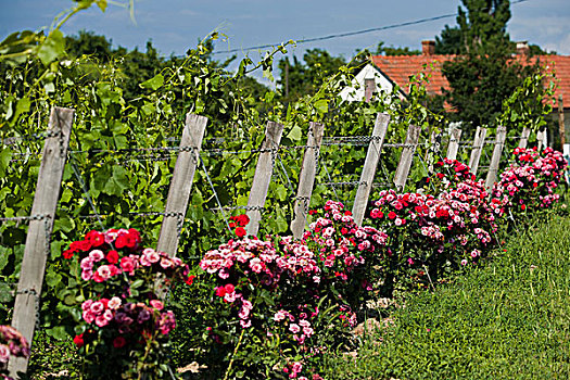 蔓藤,玫瑰,灌木丛,葡萄园,托卡伊,区域,匈牙利,欧洲
