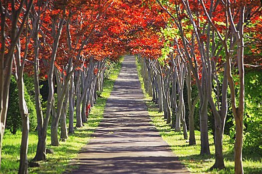 彩色,枫树,小路