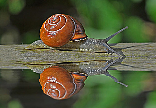 蜗牛,大蜗牛科,反射