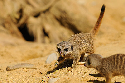 两个,猫鼬,细尾獴属,沙子