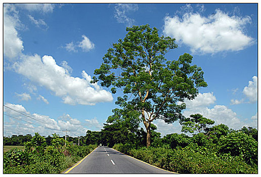 道路,孟加拉,六月,2007年