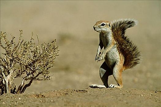 卡拉哈里沙漠,地松鼠