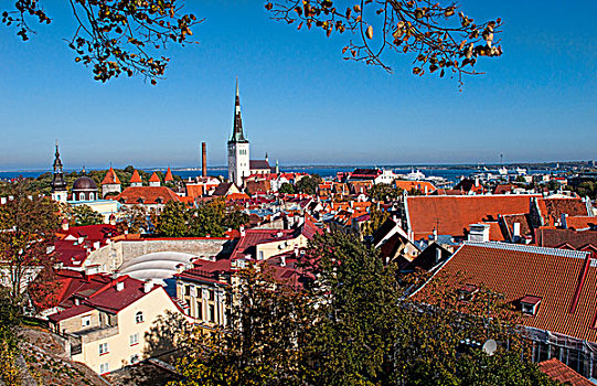 塔林,爱沙尼亚,俯视,老,瓷砖,屋顶,尖顶
