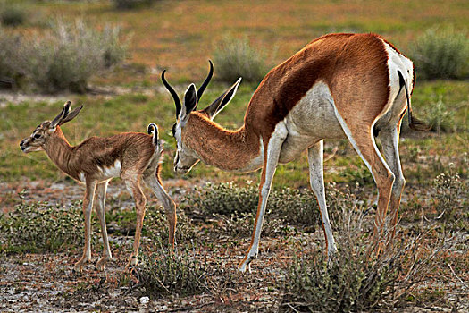 跳羚,埃托沙国家公园,纳米比亚,非洲