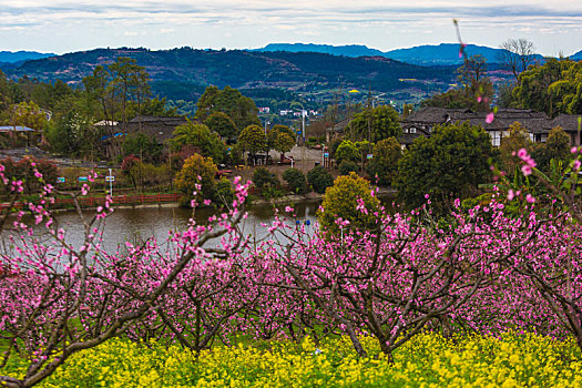 大营山桃花