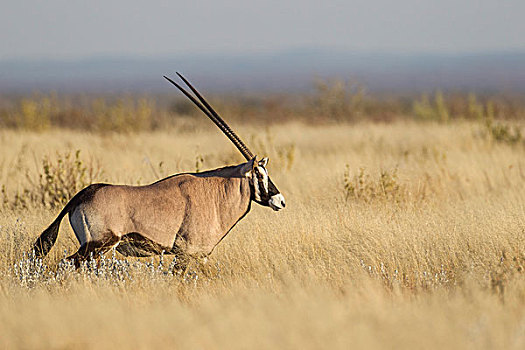 长角羚羊,羚羊,埃托沙国家公园,纳米比亚,非洲