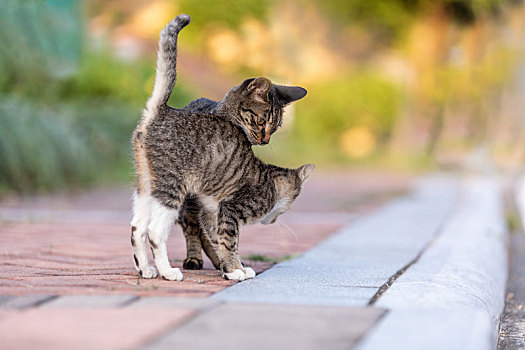 后院花园里玩耍的可爱猫眯