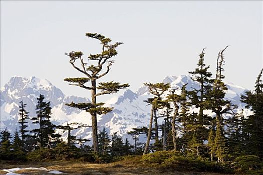 雪松,树,太平洋海岸,楚加奇国家森林,威廉王子湾,阿拉斯加,美国
