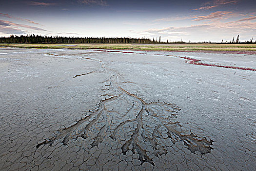 盐原,伍德布法罗国家公园,边界,艾伯塔省,加拿大西北地区,加拿大
