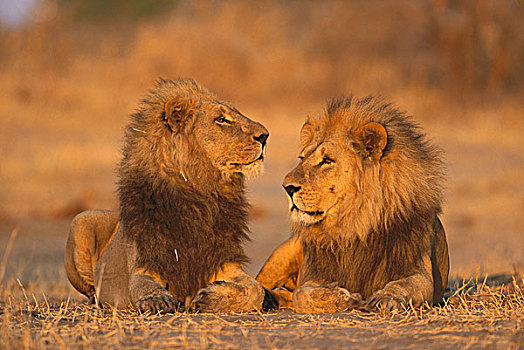 非洲狮,狮子,莫雷米禁猎区,博茨瓦纳