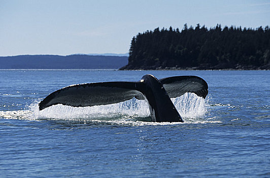 东南阿拉斯加,北方,驼背鲸,大翅鲸属,鲸鱼,举起,尾部,鲸尾叶突,室外,海洋
