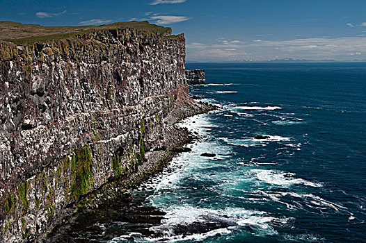 鸟,悬崖,冰岛,欧洲