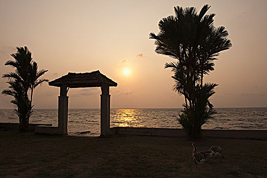 剪影,棕榈树,大门,海滩,日落,喀拉拉,印度
