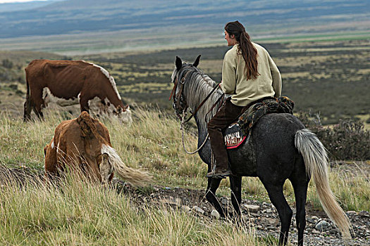 女人,骑马,托雷德裴恩国家公园,巴塔哥尼亚,智利