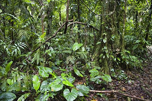 低地,雨林,哥斯达黎加