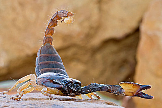 蝎子,展示,爪,螫,自然荒野区,南非