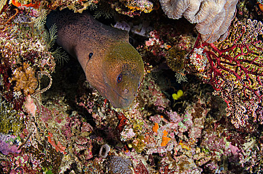 巨大,海鳗,裸胸鳝属,彩虹,礁石,斐济