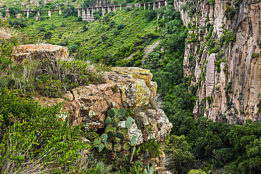 植被,悬崖,桥,背景,植物园,靠近,圣米格尔,墨西哥