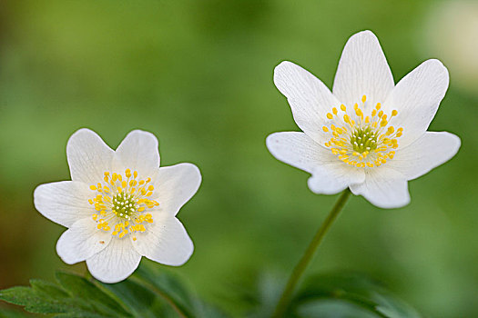 白头翁,银莲花属,花,德国,欧洲