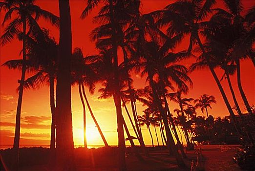 剪影,棕榈树,海滩,夏威夷,美国