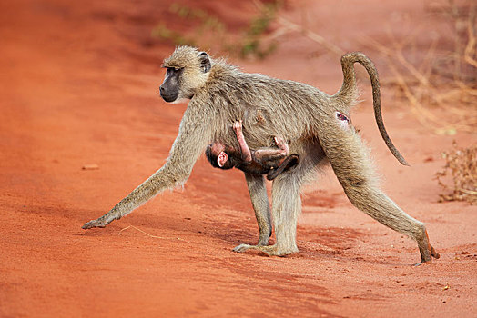 东非狒狒,狒狒,女性,幼兽,西察沃国家公园,肯尼亚,非洲