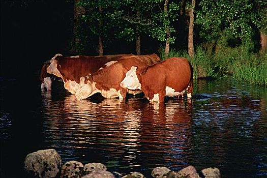 四个,母牛,饮用水,河,树林,韦克舍,瑞典