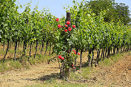 意大利,葡萄种植,蒙蒂普尔查诺红葡萄酒,托斯卡纳