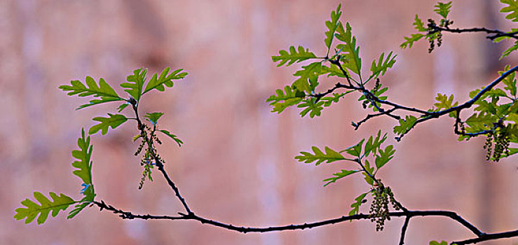 年轻,叶子,橡树,锡安国家公园,犹他,栎属