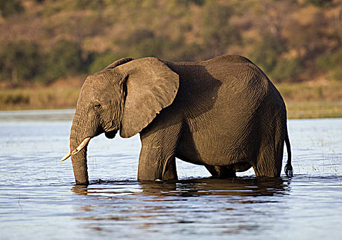 非洲,大象,乔贝,河,乔贝国家公园,博茨瓦纳