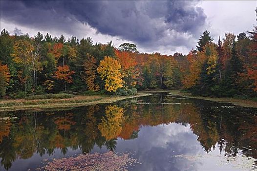 湖,树林,安大略省,加拿大