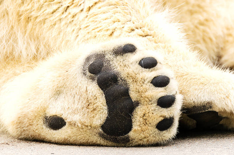 北极熊的爪子图片图片