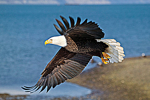 白头鹰,海雕属,雕,飞行,阿拉斯加,美国
