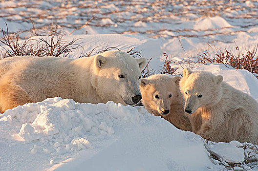 北极熊,群,成年,雪原,曼尼托巴