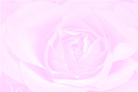 玫瑰,粉色背景