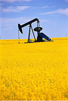 油泵,油菜地,德兰赫勒,艾伯塔省,加拿大