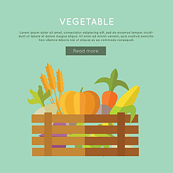 蔬菜,矢量,旗帜,设计,插画,木盒,满,新鲜,农场,农作物,彩色背景,耕作,概念,小麦,南瓜,玉米,甜菜,胡萝卜