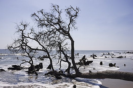 枯木,亨丁顿海滩,南卡罗来纳,美国