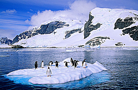 巴布亚企鹅,梳理,冰山,岛屿,南极半岛