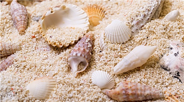 海螺壳,珊瑚,沙子