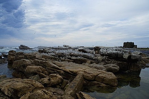 鸟岛,兰伯特湾,南非