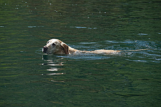 黄色拉布拉多犬,狗,游泳,河,俄勒冈